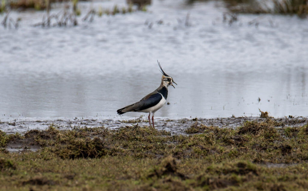 _DSC4601-Edit