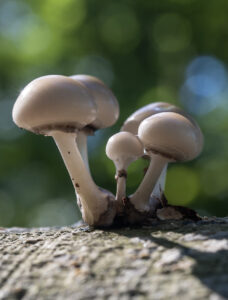 _DSC7183 (1)