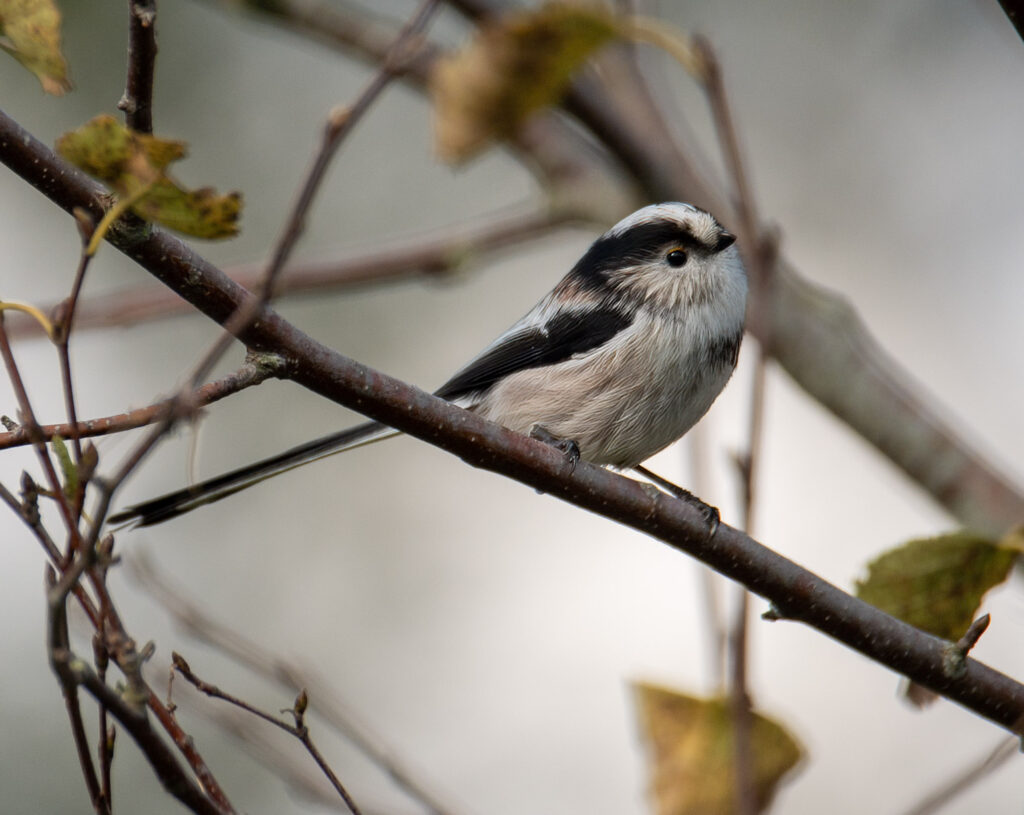 _DSC7763-Edit
