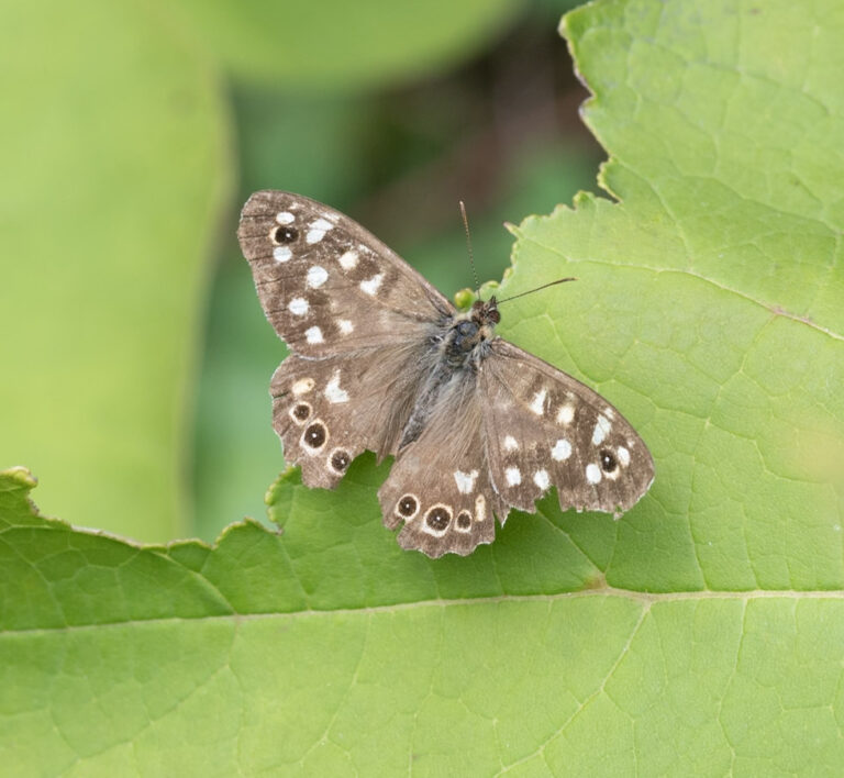 Insect in de natuur