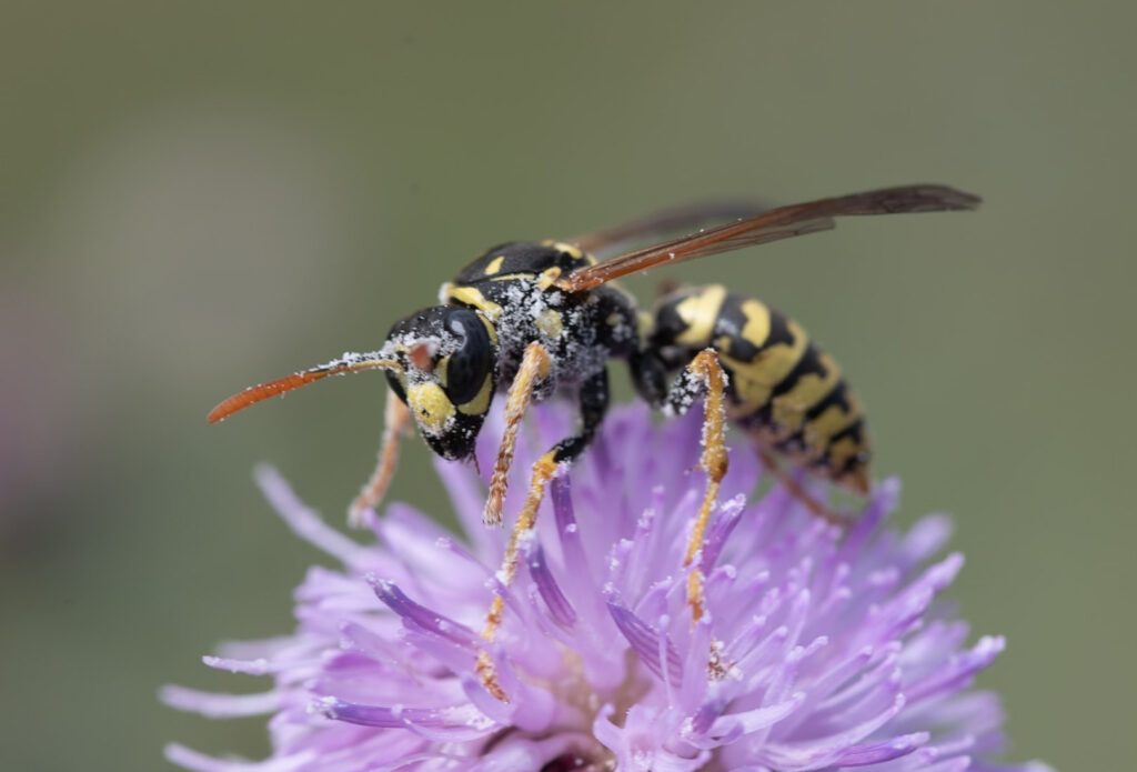 Wesp op een paarse bloem