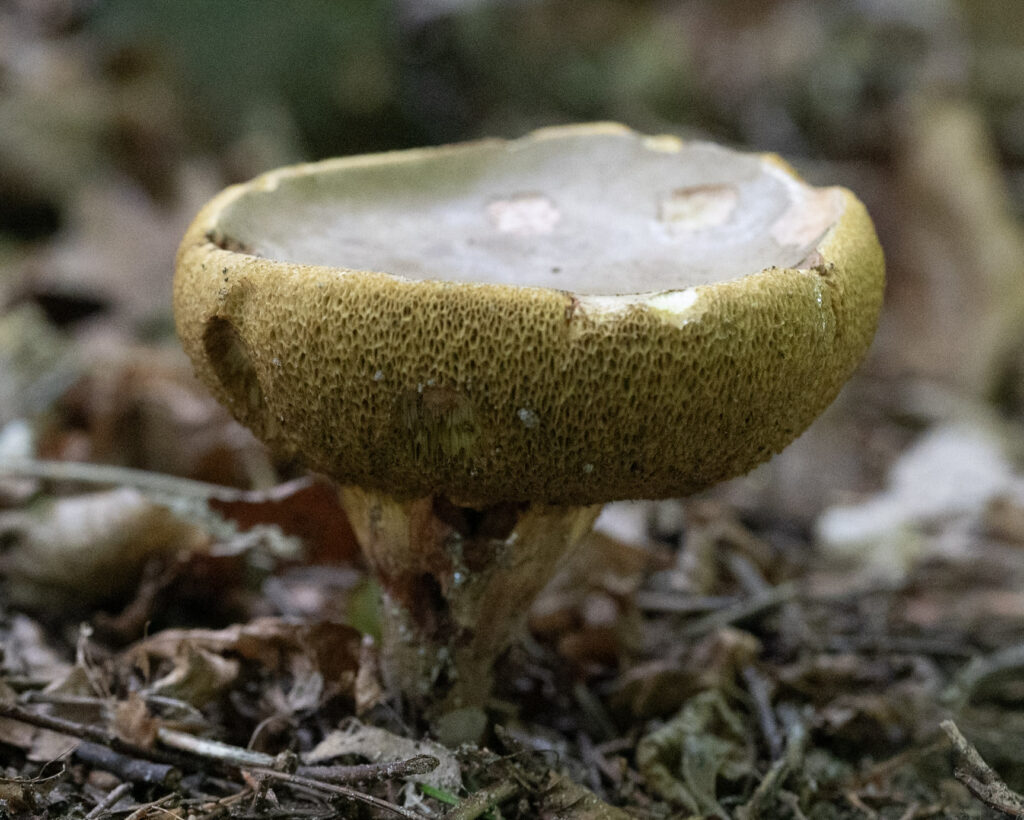 _DSC5527