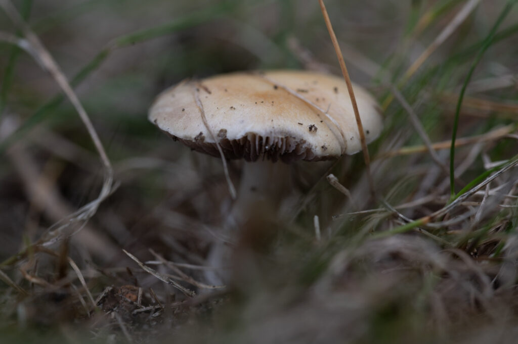 _DSC5595
