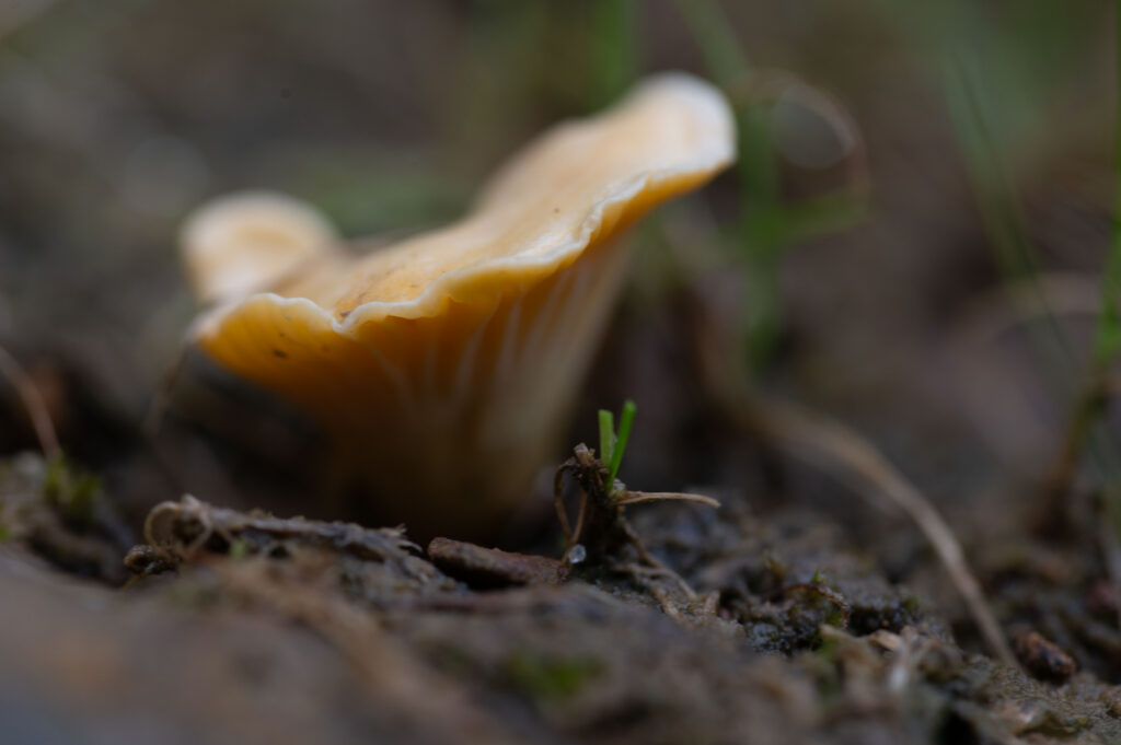 _DSC6548