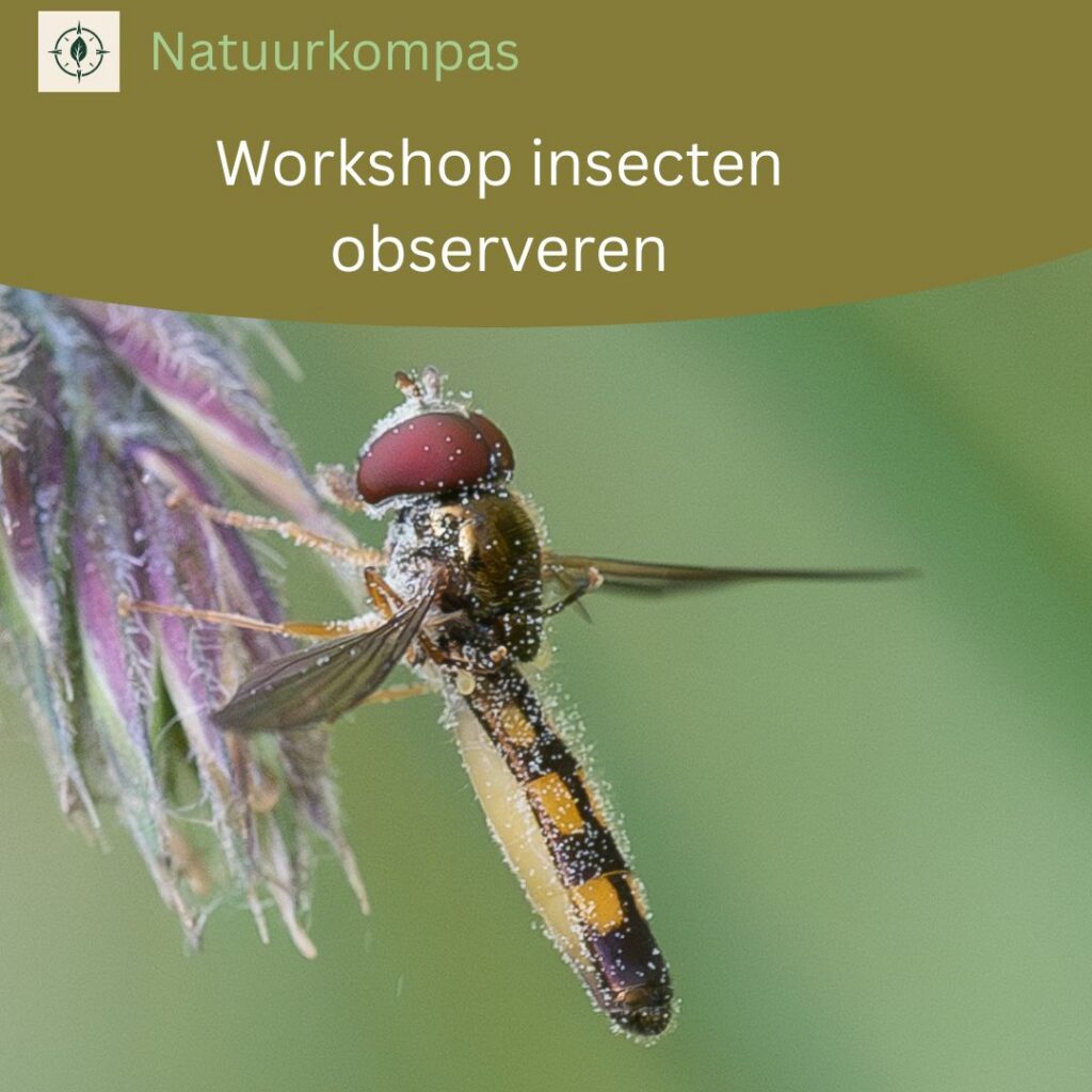 Workshop: insecten observeren