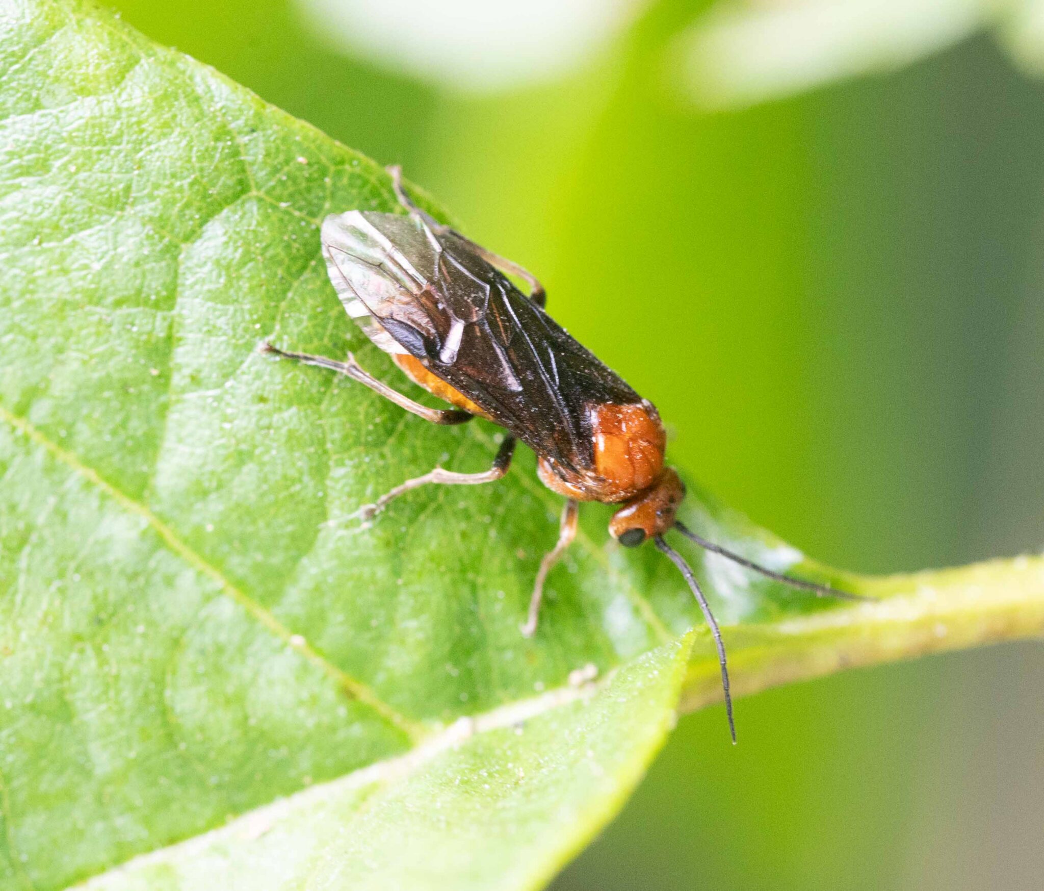 Insecten - Natuurkompas