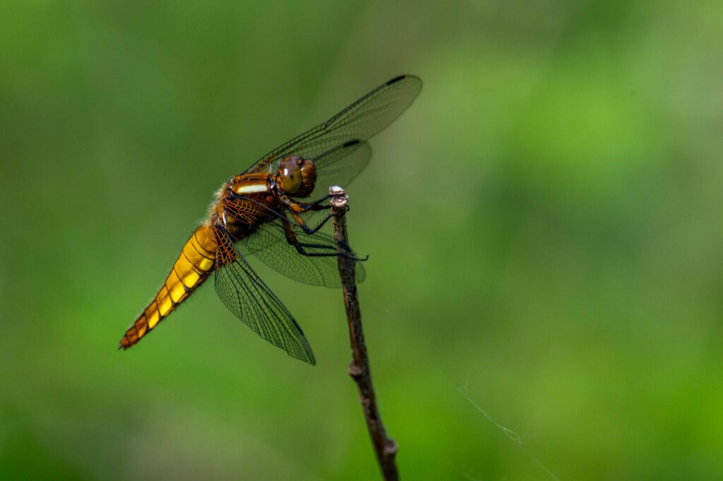Dragonfly
