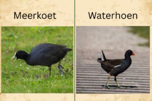 Meerkoet (1)