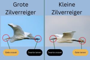 Zilverreiger