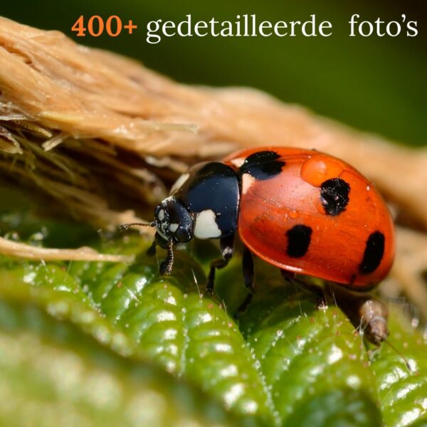 Insecten observeren - Natuurkompas