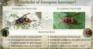 Aziatische of Europese hoornaar