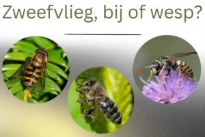 Bij, wesp, zweefvlieg (1)