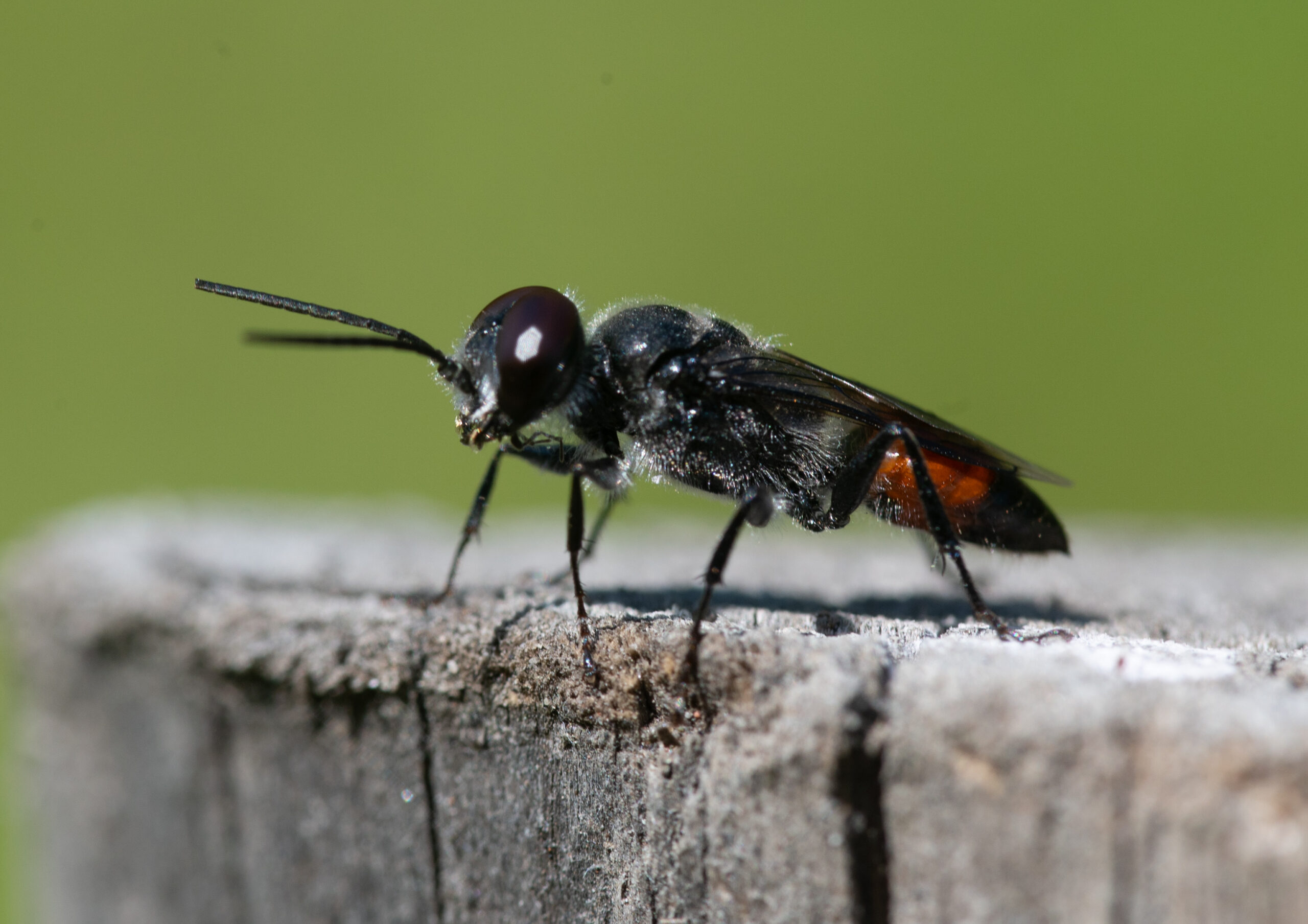 Grote wantsendoder