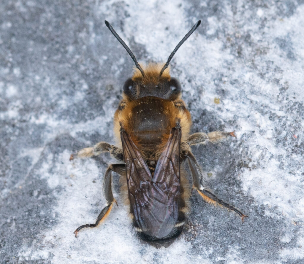 Grote bladsnijder
