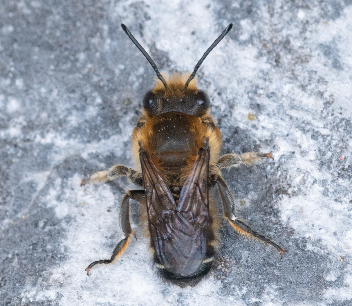 Grote bladsnijder