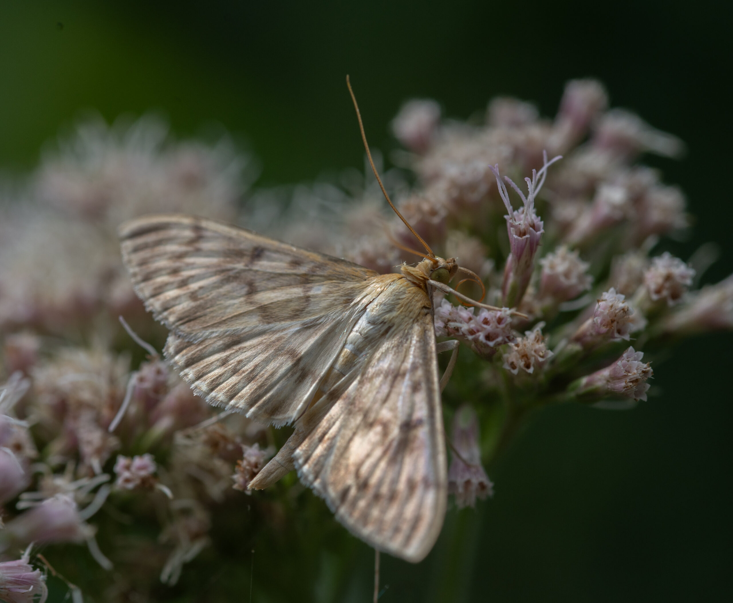 Parelmoermot