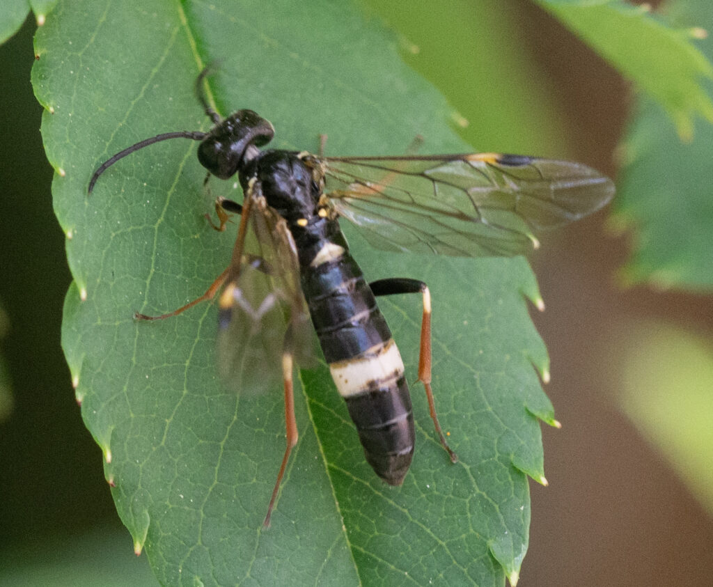 Aardbeibladwesp